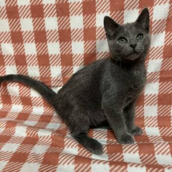 Rescue Domestic Short Hair Cats for Adoption in Waterloo, Iowa - Phantazm | PetCurious