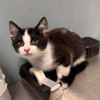 Ice Pop (Mist) -  Domestic Short Hair Cat for Adoption in Greensboro, North Carolina - Ice Pop (Mist) | PetCurious