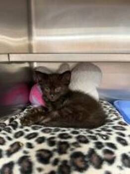 Gumbo -  Domestic Short Hair Cat for Adoption in Manitowoc, Wisconsin - Gumbo | PetCurious
