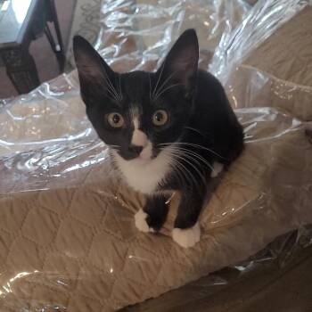 MEENY -  Tuxedo and Domestic Short Hair Cat for Adoption in Escalon, California - MEENY | PetCurious