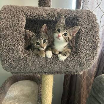 Miriam -  Domestic Short Hair Cat for Adoption in Salt Lake City, Utah - Miriam | PetCurious