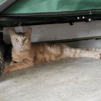 WASABI -  Domestic Medium Hair Cat for Adoption in San Antonio, Texas - WASABI | PetCurious