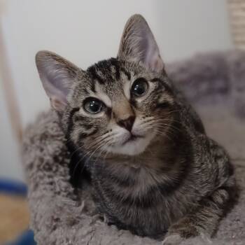 Rescue Domestic Short Hair Cats for Adoption in Bulverde, Texas - Hudson | PetCurious