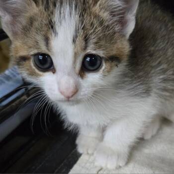 Domestic Short Hair Cats Available for Adoption in Union City, Pennsylvania - Lily (Rose) | PetCurious