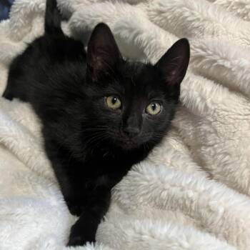 Frodo -  Domestic Short Hair Cat for Adoption in Millcreek, Utah - Frodo | PetCurious