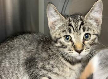 PARIS -  Domestic Short Hair Cat for Adoption in Tustin, California - PARIS | PetCurious