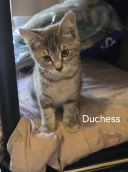Duchess -  Domestic Long Hair and Russian Blue Cat for Adoption in Winnipeg, Manitoba - Duchess | PetCurious