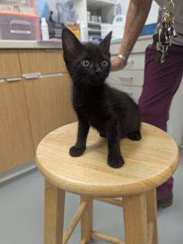 Rescue Domestic Short Hair Cats for Adoption in Hartsville, South Carolina - Tiny | PetCurious