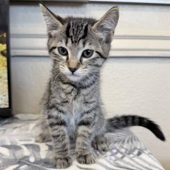 Domestic Short Hair Cats Available for Adoption in Medford, Oregon - Carrie | PetCurious