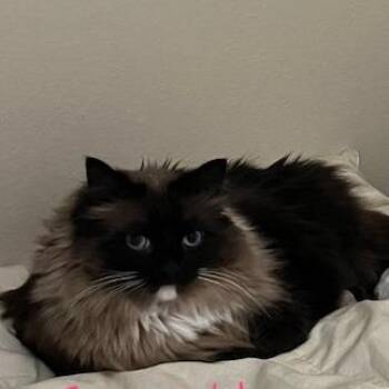 Zoey -  Domestic Long Hair Cat for Adoption in Las Vegas, Nevada - Zoey | PetCurious