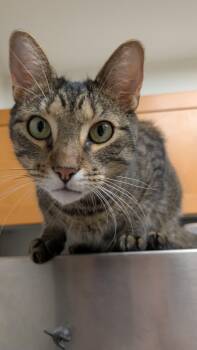 Rescue Domestic Short Hair Cats for Adoption in New York, New York - K-Pop | PetCurious