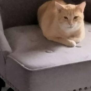 Captain -  Domestic Short Hair Cat for Adoption in Warr Acres, Oklahoma - Captain | PetCurious
