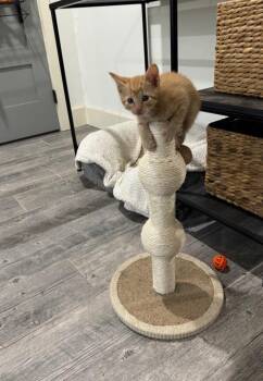 Domestic Short Hair Cats Available for Adoption in Valley Park, Oklahoma - Comet | PetCurious