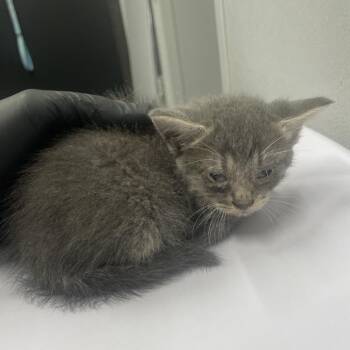 Benjamin -  Domestic Short Hair Cat for Adoption in Tampa, Florida - Benjamin | PetCurious