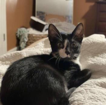 Ozzy -  Domestic Short Hair Cat for Adoption in Lucedale, Mississippi - Ozzy | PetCurious
