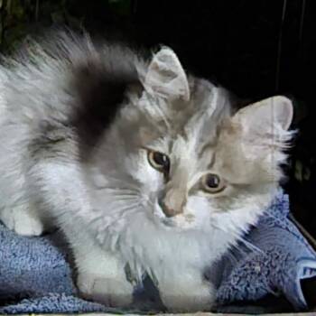 Mason -  Domestic Long Hair Cat for Adoption in Grantsville, Utah - Mason | PetCurious