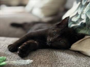 Domestic Short Hair Cats Available for Adoption in Woodland, California - *SAMMY | PetCurious