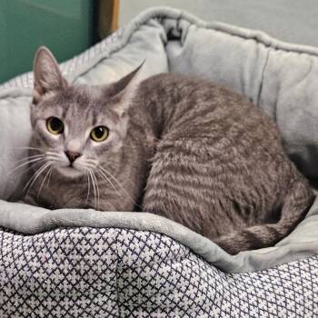 Bandit -  Domestic Short Hair Cat for Adoption in Suffolk, Virginia - Bandit | PetCurious