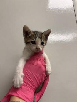 WENDY - IN FOSTER -  Domestic Short Hair Cat for Adoption in Ontario, California - WENDY - IN FOSTER | PetCurious