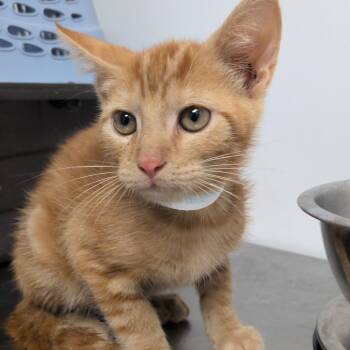 Axel -  Domestic Short Hair Cat for Adoption in Hattiesburg, Mississippi - Axel | PetCurious