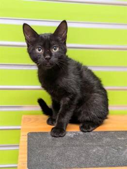 REMY -  Domestic Short Hair Cat for Adoption in St. Peters, Missouri - REMY | PetCurious