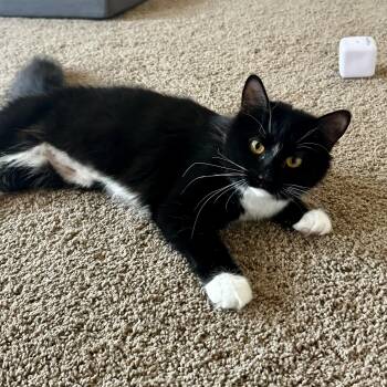 Rescue Domestic Medium Hair Cats for Adoption in Richmond, Virginia - Juniper Tree | PetCurious