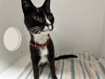 Domestic Short Hair Cats Available for Adoption in Ontario, California - ETHAN | PetCurious