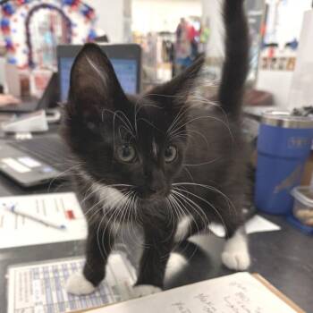 Boots -  Domestic Medium Hair Cat for Adoption in Marshall, Virginia - Boots | PetCurious