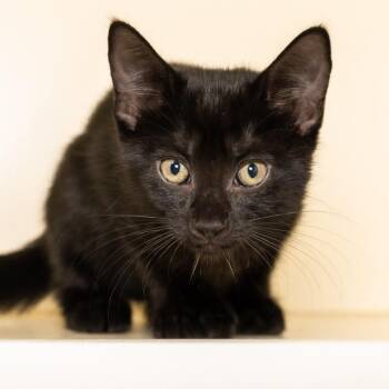 Rosalind Franklin -  Domestic Short Hair Cat for Adoption in Victor, New York - Rosalind Franklin | PetCurious