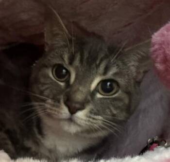 Domestic Short Hair Cats Available for Adoption - Kaia | PetCurious