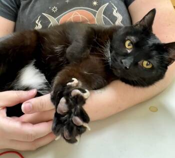 Honey -  Domestic Short Hair Cat for Adoption in Pocatello, Idaho - Honey | PetCurious