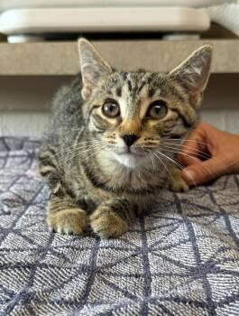 Harmonica -  Domestic Short Hair Cat for Adoption in Marion, Ohio - Harmonica | PetCurious