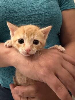 Domestic Short Hair Cats Available for Adoption - Porkchop (Available For Pre-adoption) | PetCurious