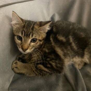 Lincoln -  Domestic Medium Hair Cat for Adoption in Chehalis, Washington - Lincoln | PetCurious