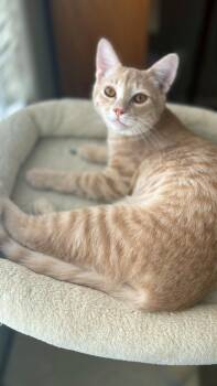 Titan Twinkle -  Tabby and Domestic Short Hair Cat for Adoption in Chandler, Arizona - Titan Twinkle | PetCurious