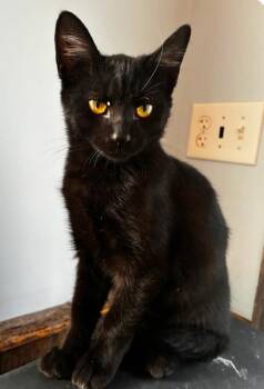 Wednesday -  Domestic Short Hair Cat for Adoption in Bardstown, Kentucky - Wednesday | PetCurious