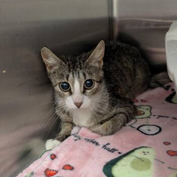 Barn 4 -  Domestic Short Hair Cat for Adoption in Emporia, Kansas - Barn 4 | PetCurious
