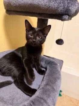 Cillian -  Domestic Short Hair Cat for Adoption in Little Rock, Arkansas - Cillian | PetCurious