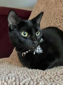 Domestic Short Hair Cats Available for Adoption in Honeoye, New York - Sweet Pea | PetCurious