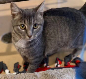 Rescue Domestic Short Hair Cats for Adoption in Midland, Virginia - Candyland | PetCurious