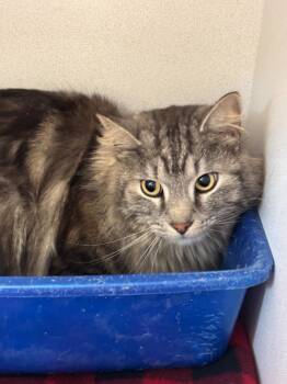 Domestic Medium Hair Cats Available for Adoption - Khajiit | PetCurious