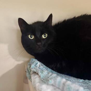 Oompa -  Domestic Medium Hair Cat for Adoption in Fredericksburg, Virginia - Oompa | PetCurious