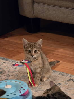 Rescue Domestic Short Hair Cats for Adoption in Camden, South Carolina - Sienna (Available For Pre-adoption) | PetCurious