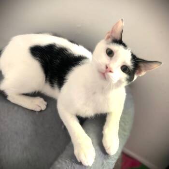 Finnegan -  Domestic Short Hair Cat for Adoption in Fort Myers, Florida - Finnegan | PetCurious