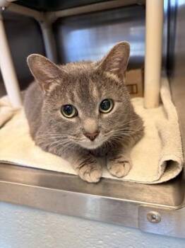 Earl Grey -  Domestic Short Hair Cat for Adoption in Fallston, Maryland - Earl Grey | PetCurious