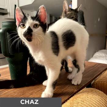Rescue Domestic Short Hair Cats for Adoption in Toronto, Ontario - Chaz | PetCurious