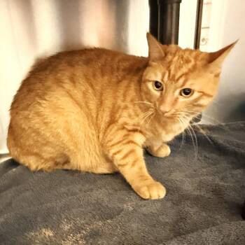 Ody -  Domestic Short Hair Cat for Adoption in Warrensburg, Missouri - Ody | PetCurious