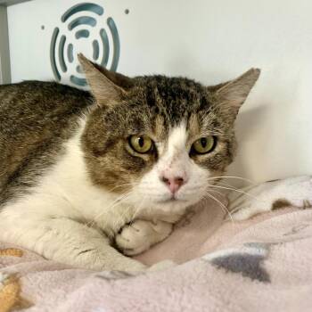 Angus -  Domestic Short Hair Cat for Adoption in Boston, Massachusetts - Angus | PetCurious