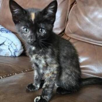 Domestic Short Hair Cats Available for Adoption in Liverpool, Texas - Bibbidi | PetCurious