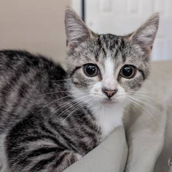 Meredith -  Domestic Short Hair Cat for Adoption in Cincinnati, Ohio - Meredith | PetCurious